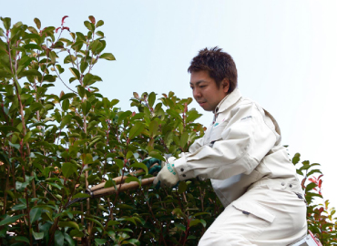 植木の剪定も。下を通る人にも配慮して作業を進めます。